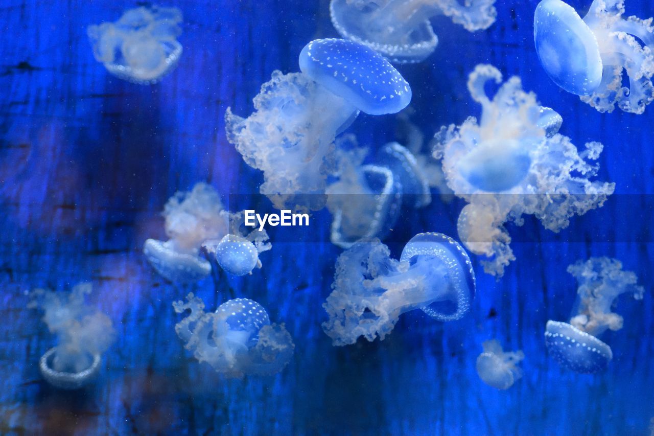 Close-up of jellyfish against blue background