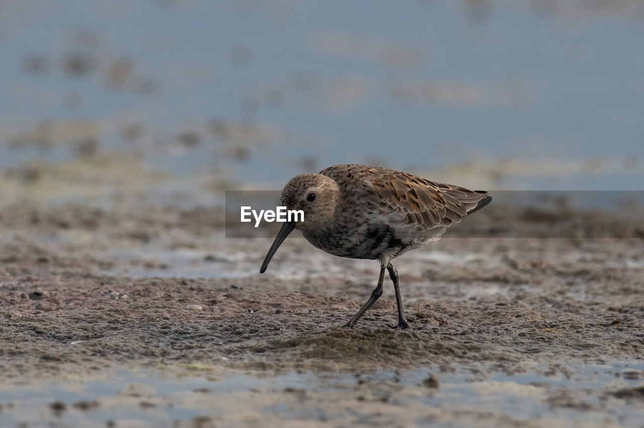 close-up of bird perching on rock