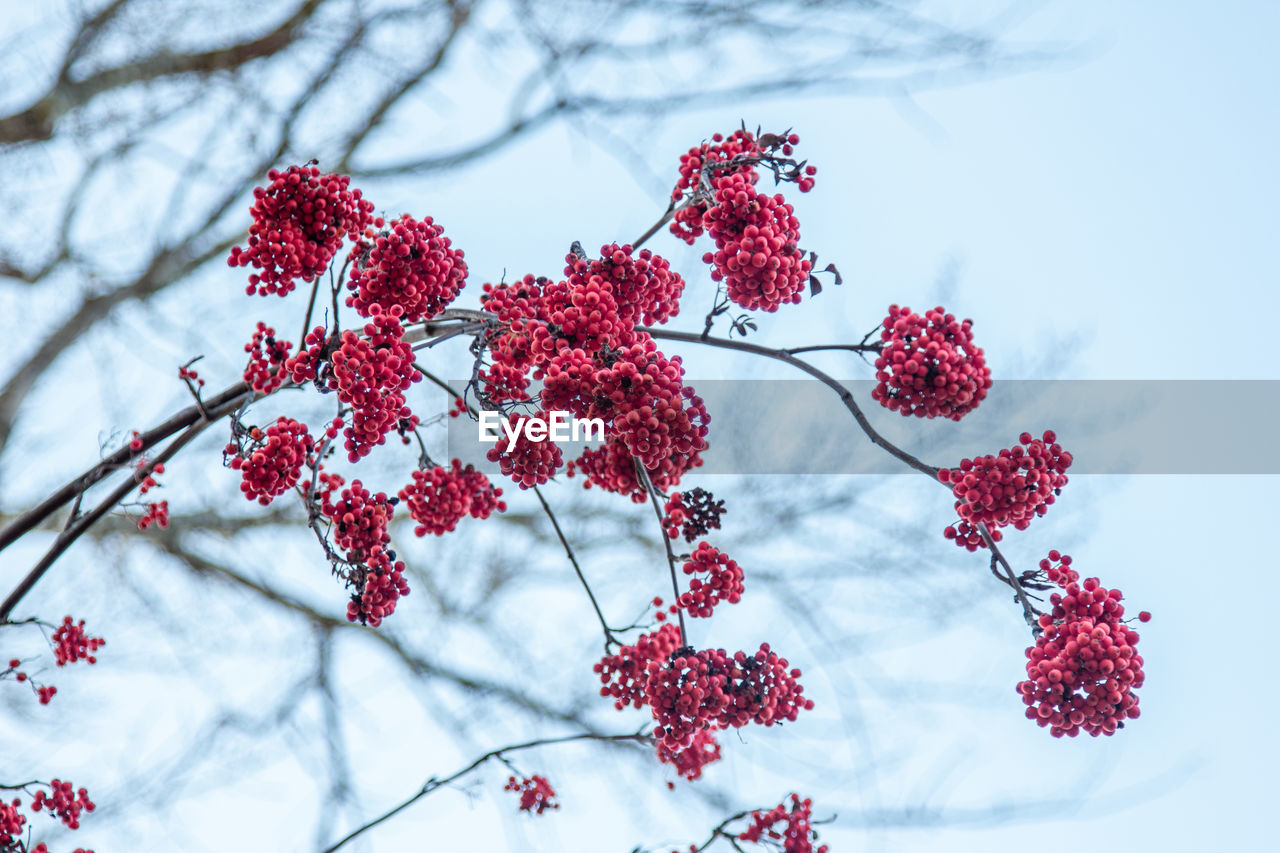 LOW ANGLE VIEW OF RED FLOWERING PLANT ON TREE