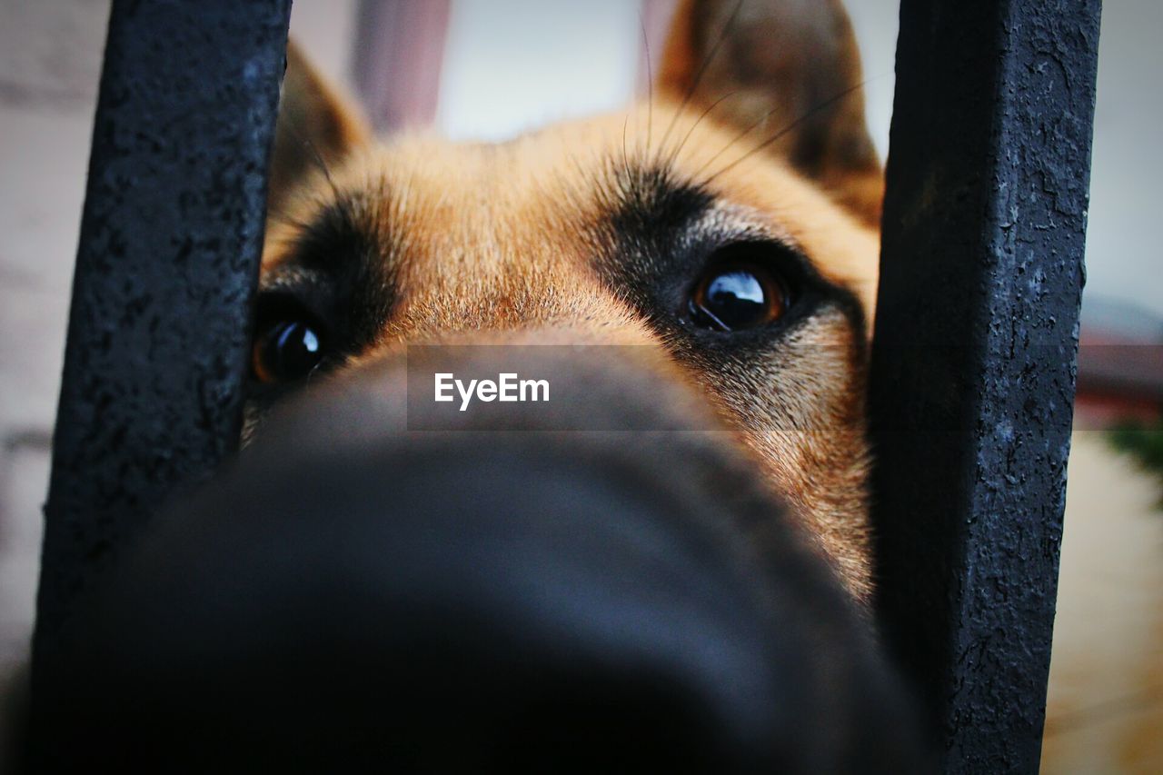 Close-up portrait of dog