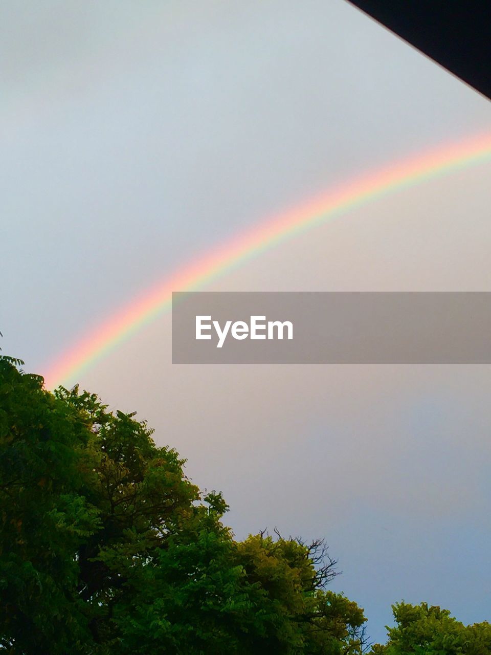 LOW ANGLE VIEW OF TREES AGAINST RAINBOW IN SKY