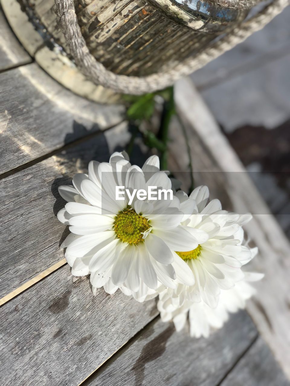 CLOSE-UP OF WHITE FLOWER