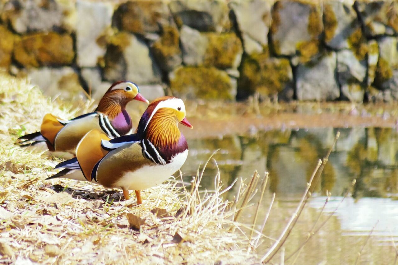 CLOSE-UP OF DUCK IN LAKE