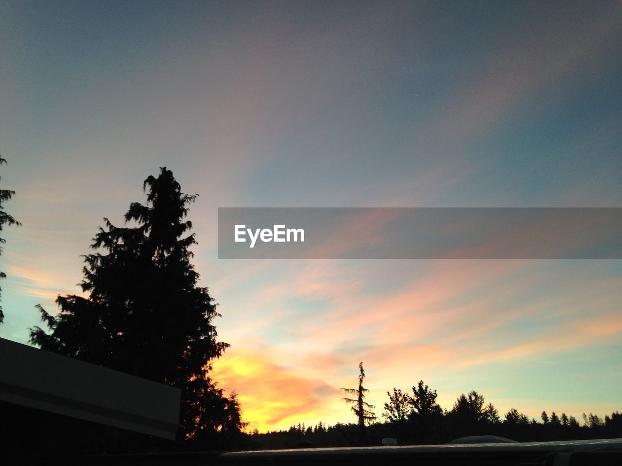 Low angle view of silhouette trees against sky during sunset