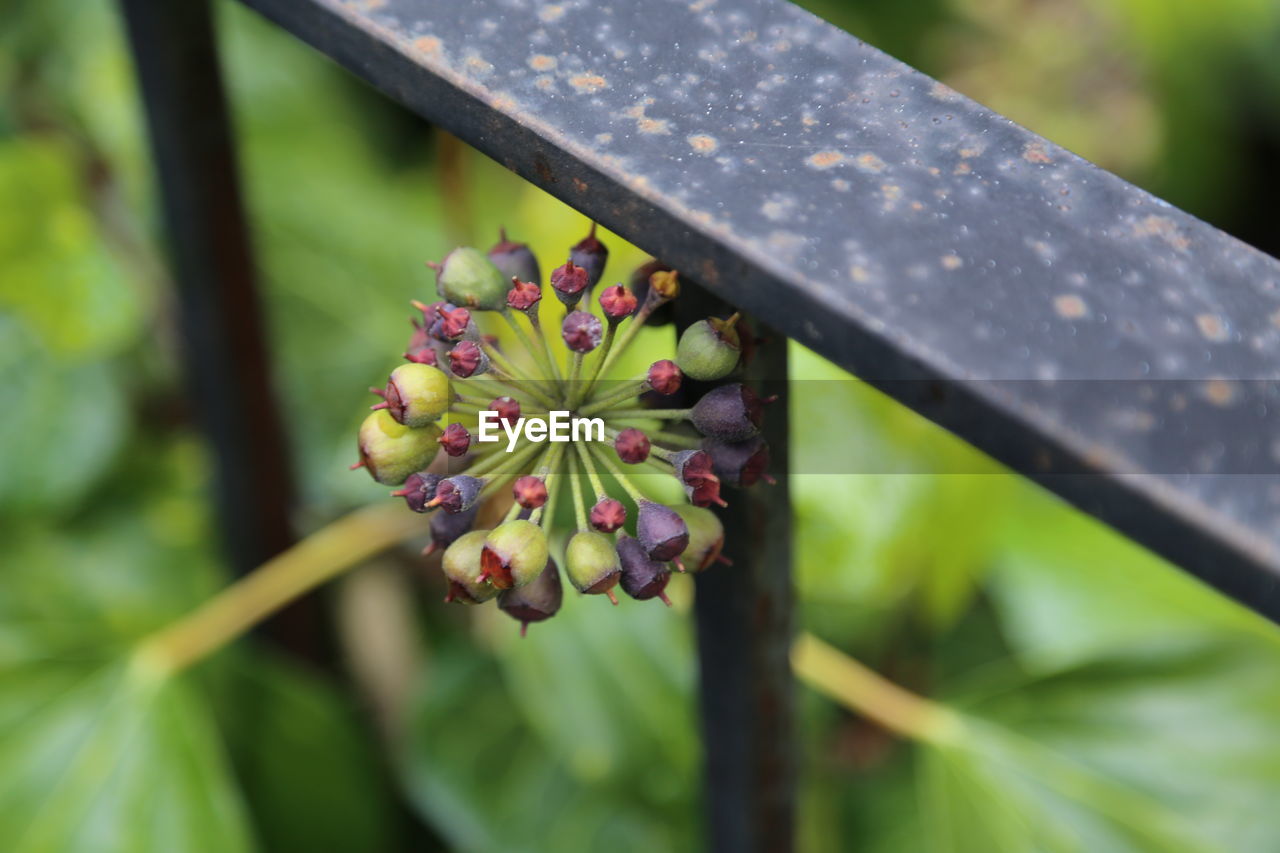 Close-up of flower buds growing by railing