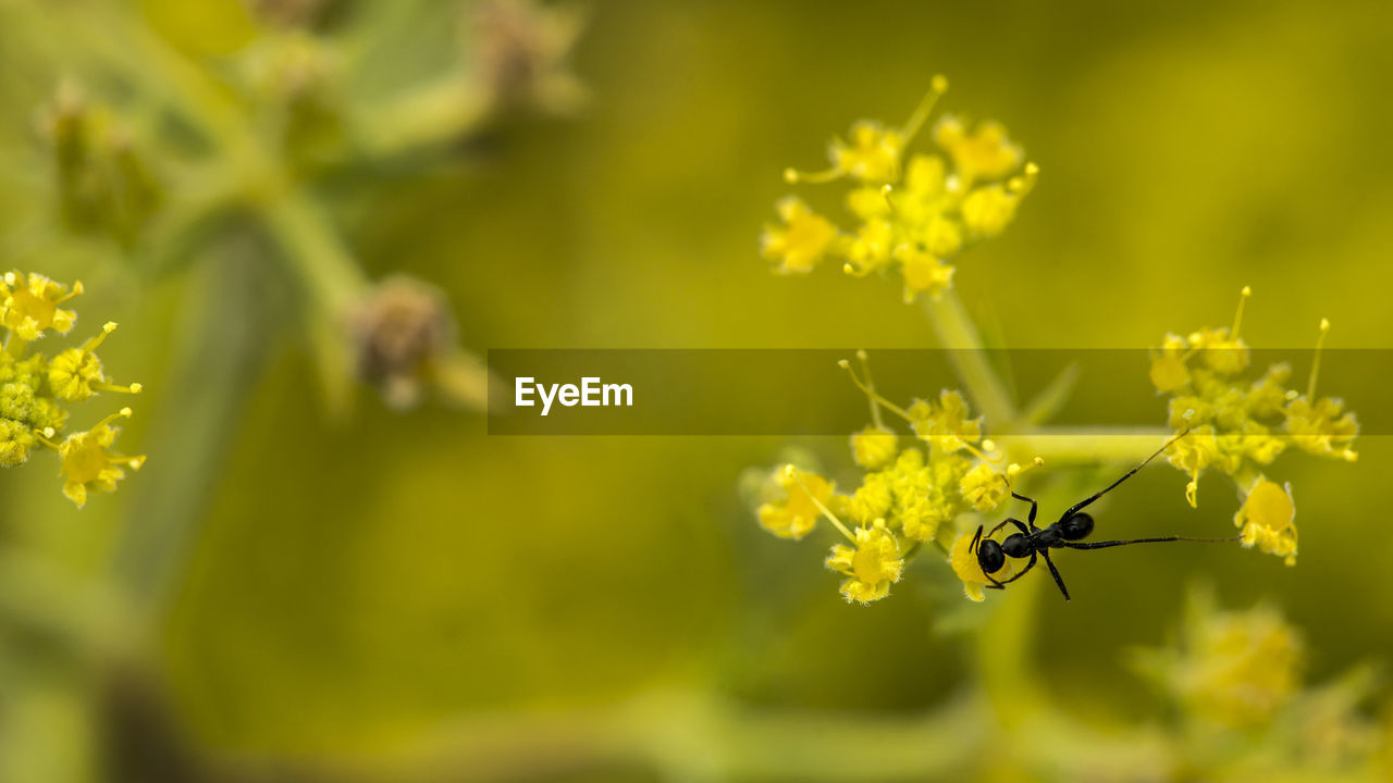 Closeup of a black ant feeding on a yellow flowering plant in the dobrogea steppe.
