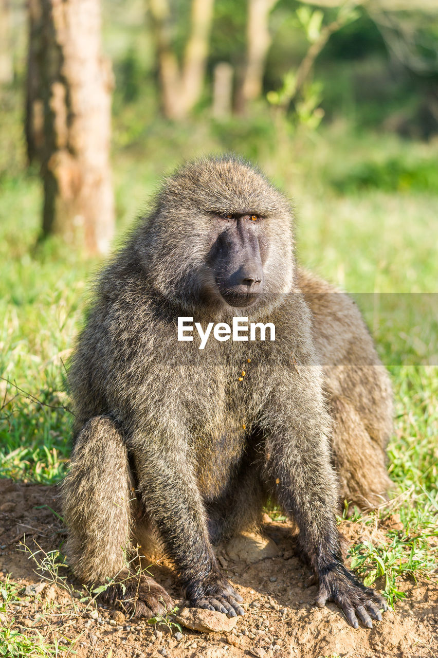 Portrait of monkey
