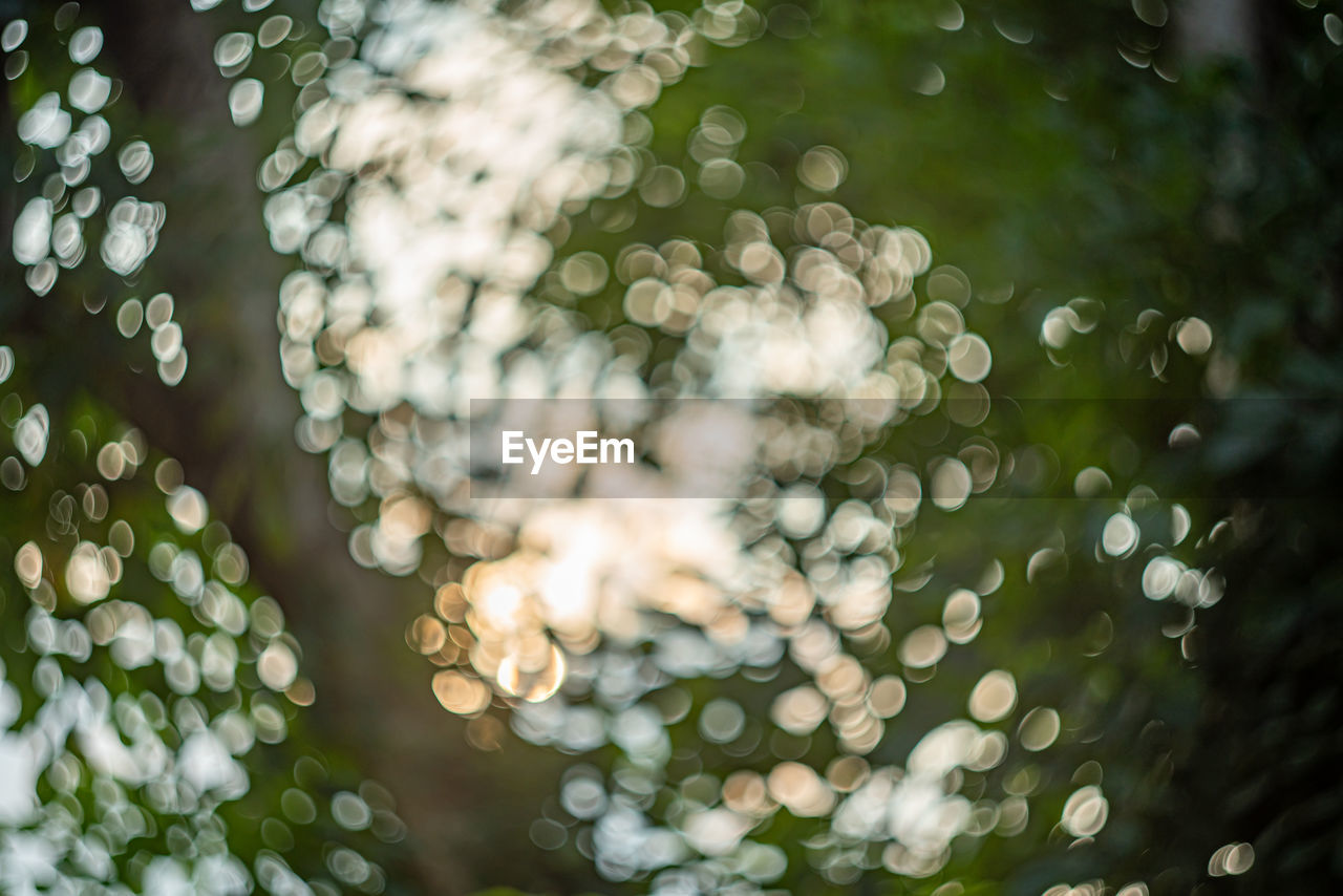 Blurred background, blurred bokeh, nature, ray of light, blurry leaves