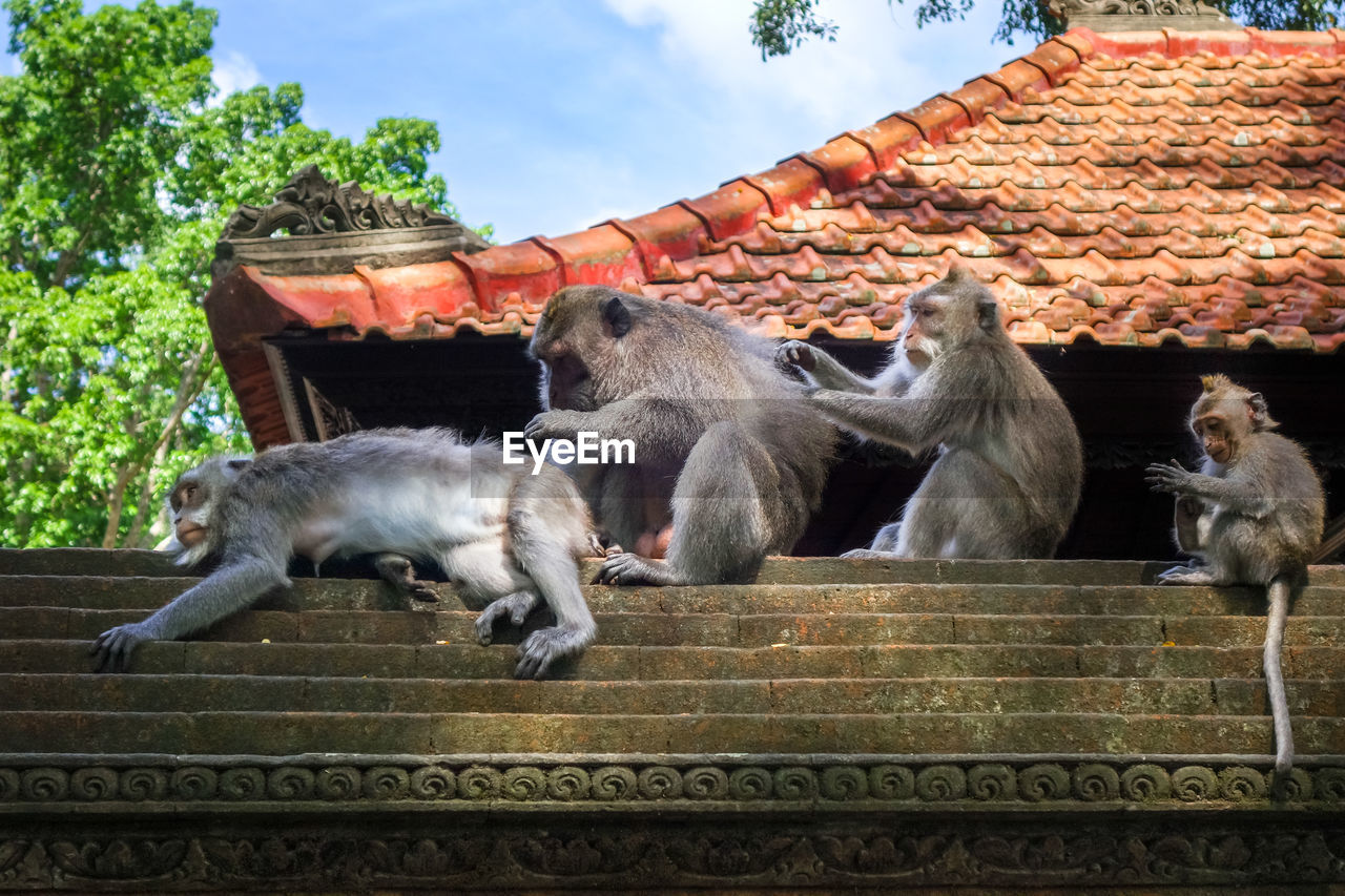 LOW ANGLE VIEW OF MONKEY ON ROOF