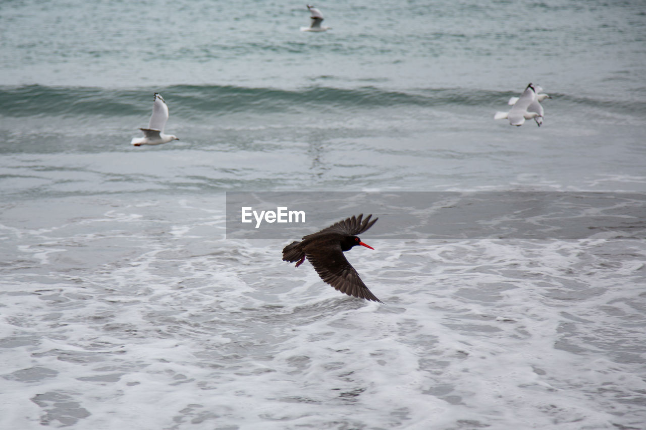 Black seagull flying over sea