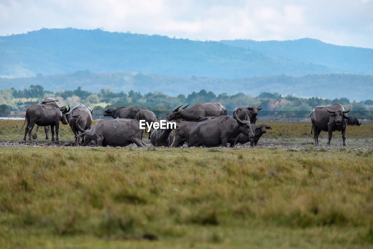 Horses in a field