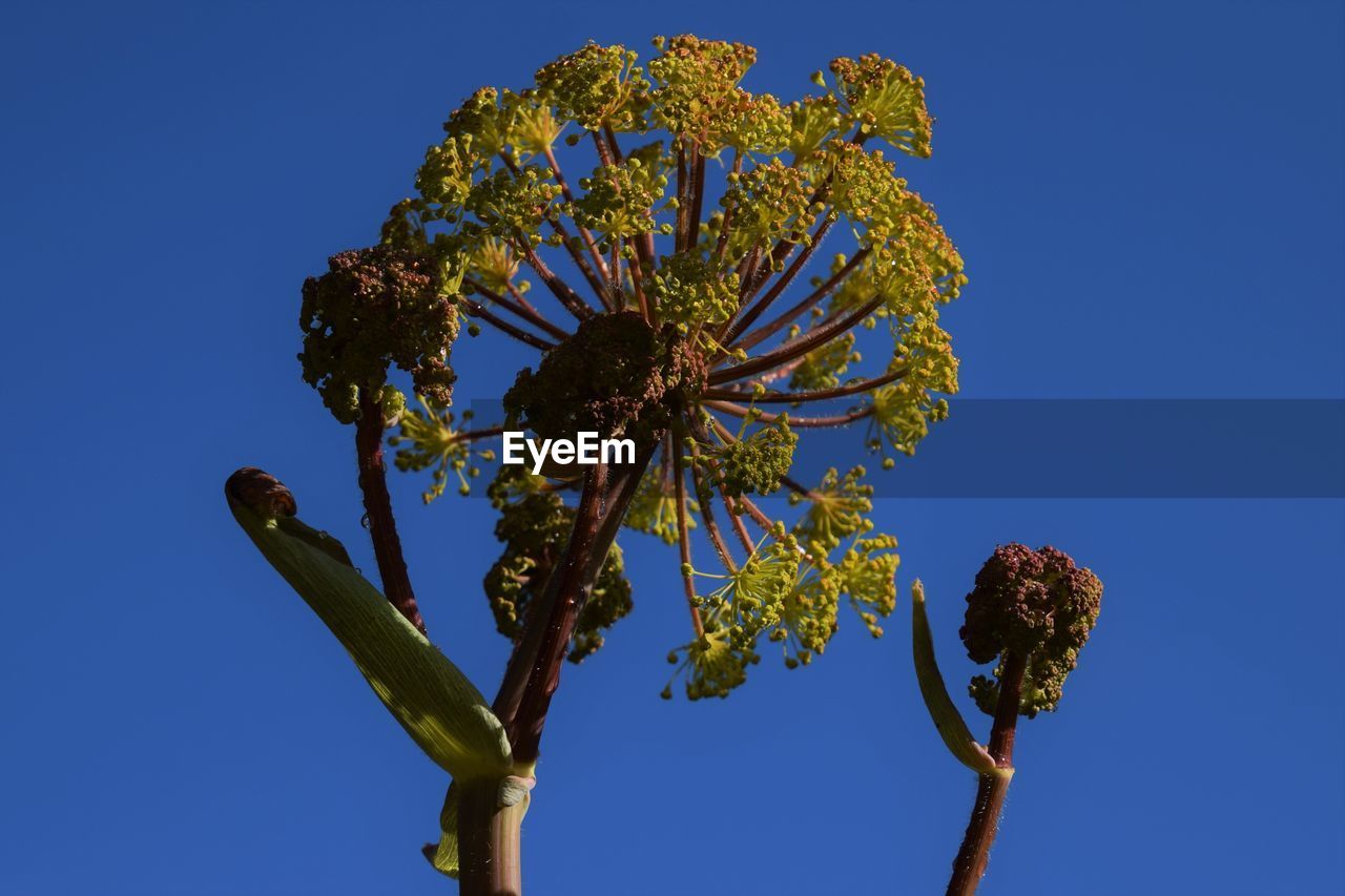 LOW ANGLE VIEW OF FLOWERING PLANTS AGAINST BLUE SKY