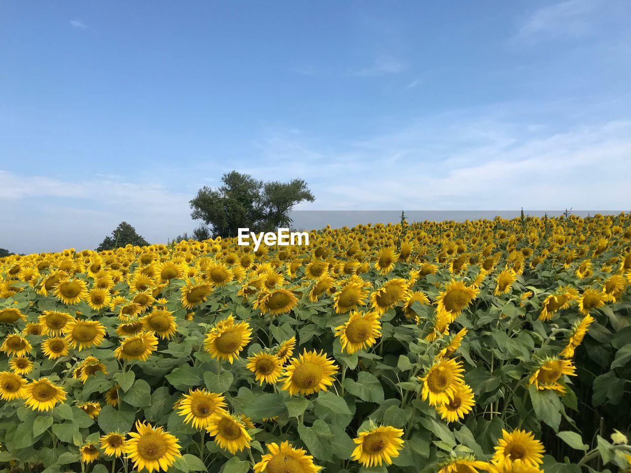 SCENIC VIEW OF SUNFLOWER FIELD AGAINST SKY DURING DUSK