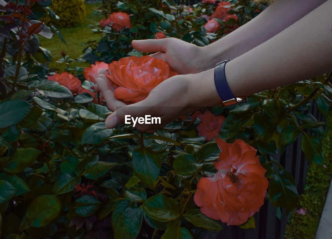 Cropped hands of woman holding flowers at park