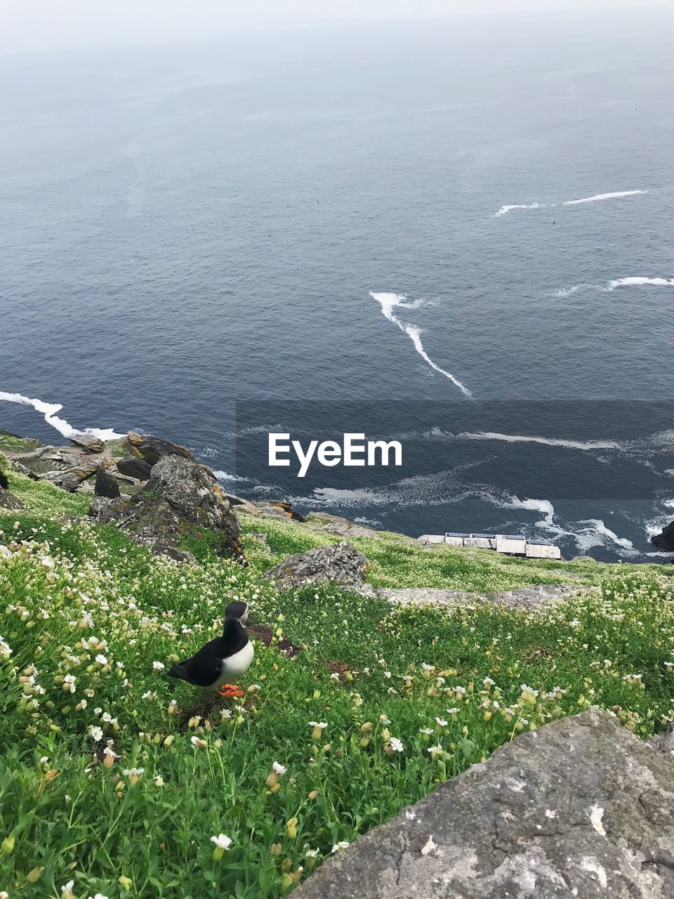 HIGH ANGLE VIEW OF BIRDS ON SHORE