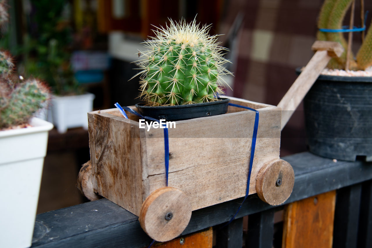 Close-up of potted plant on table in yard