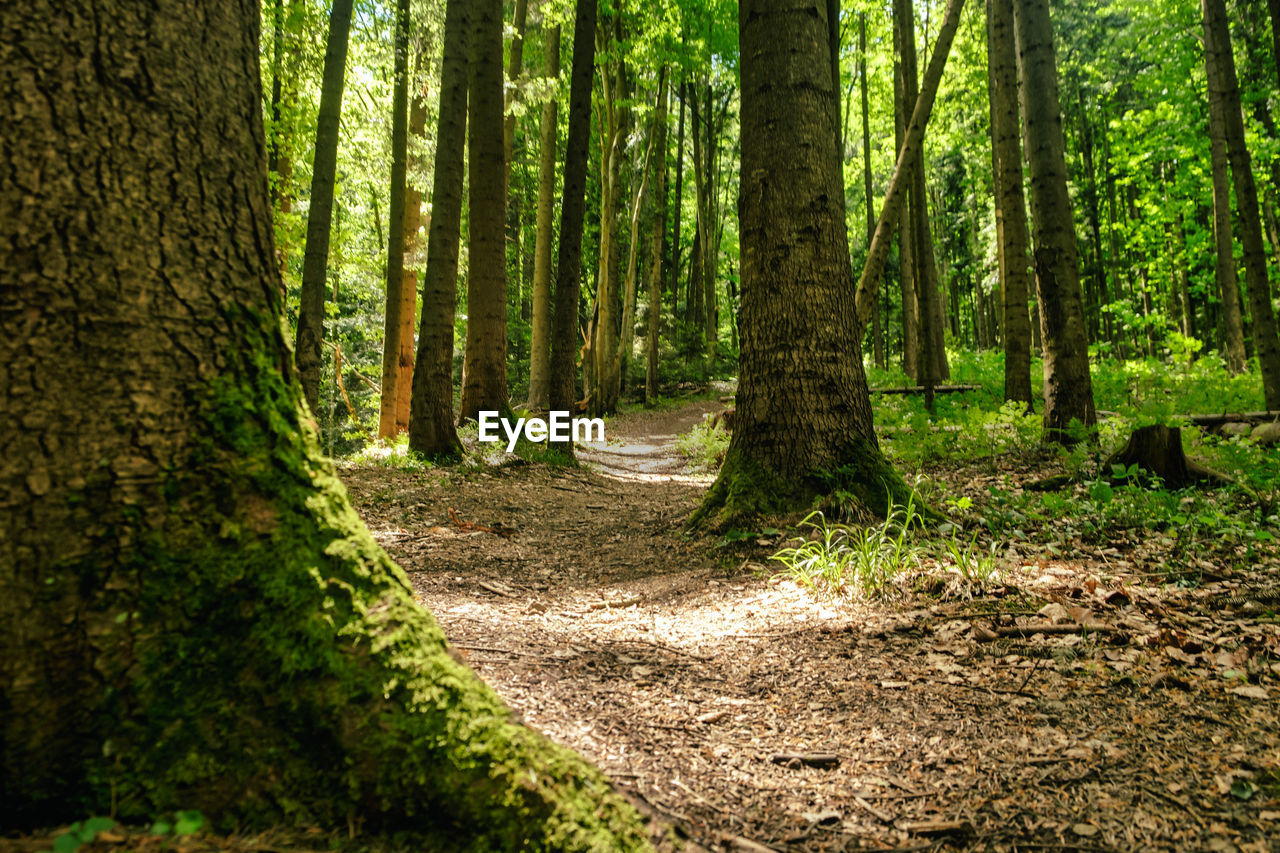 Path in the forest. mysterious path full of roots in the middle of wooden coniferous forest