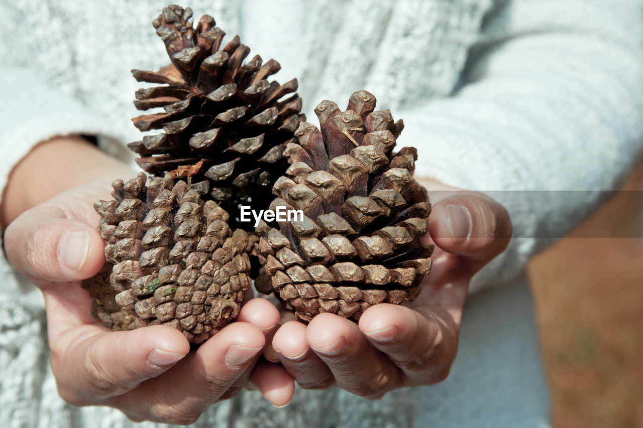 Midsection of woman holding pine cones