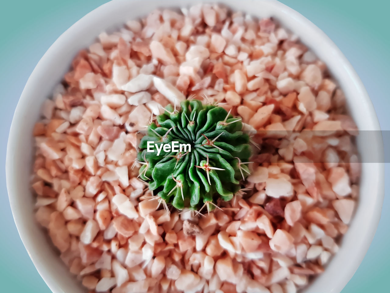 High angle view of decorative succulent plant in small pot