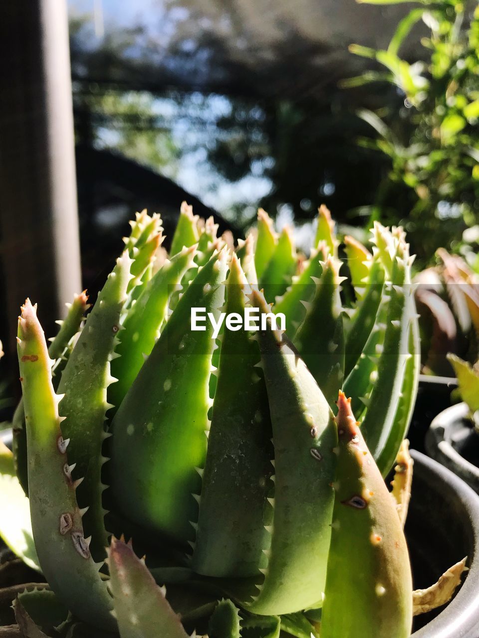 CLOSE-UP OF CACTUS IN FOREST