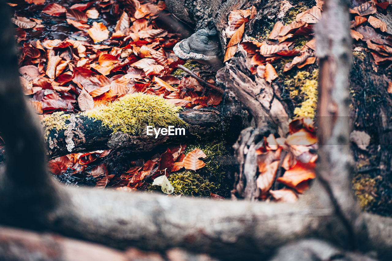 AUTUMN LEAVES ON TREE TRUNK