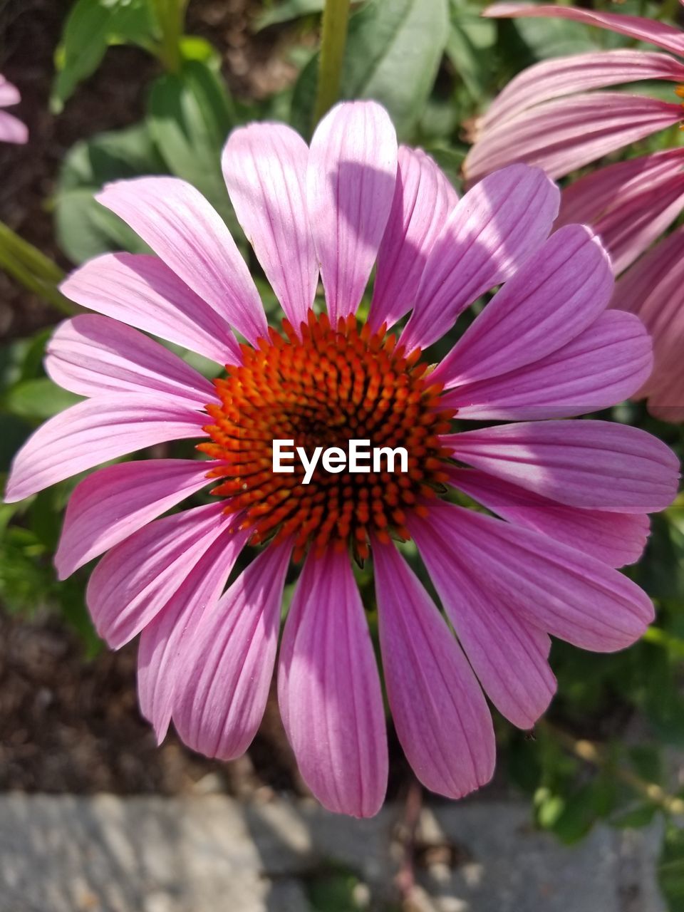 CLOSE-UP OF PINK COSMOS