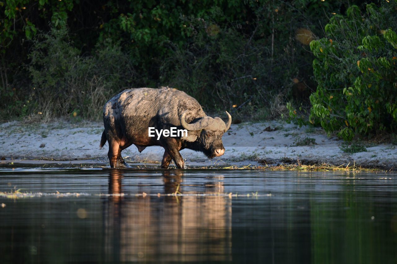 ELEPHANT IN A LAKE