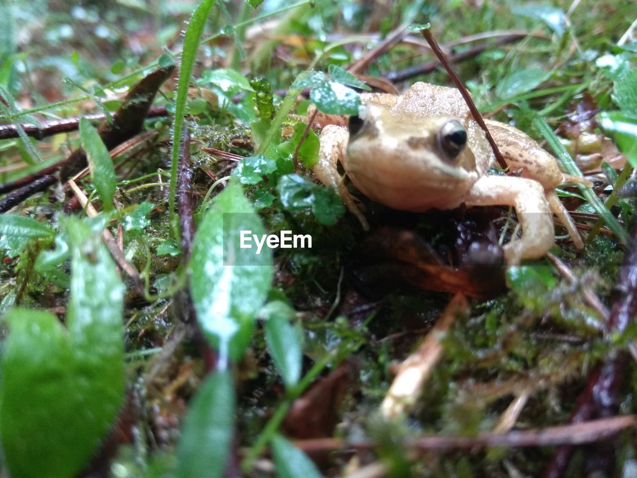 CLOSE-UP OF FROG ON GRASS