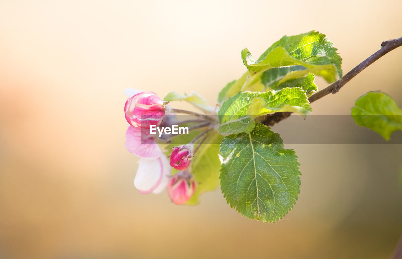 CLOSE-UP OF PINK ROSE PLANT