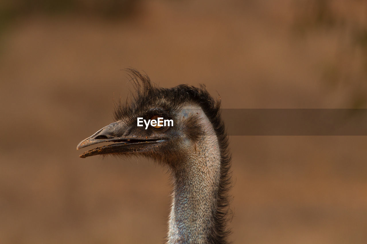 Close-up of ostrich