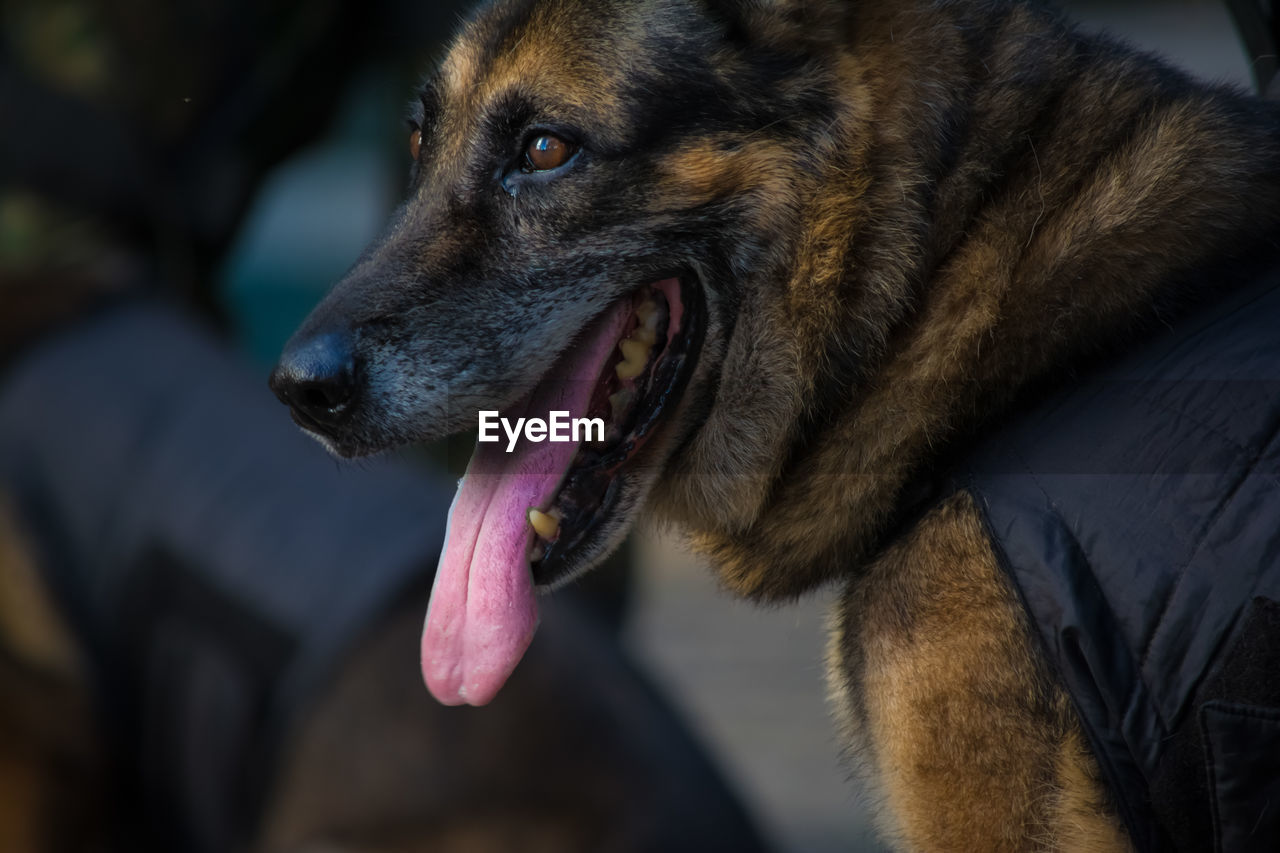 Dog of the armed forces during military parade in celebration of brazil independence