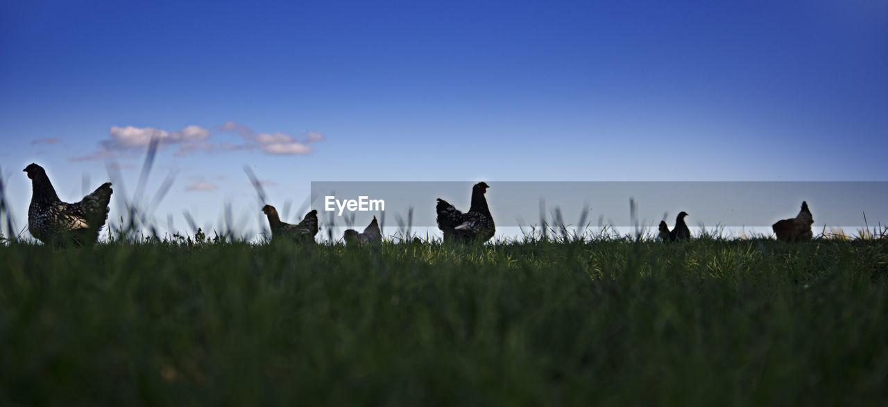 PANORAMIC VIEW OF BIRDS ON GRASS