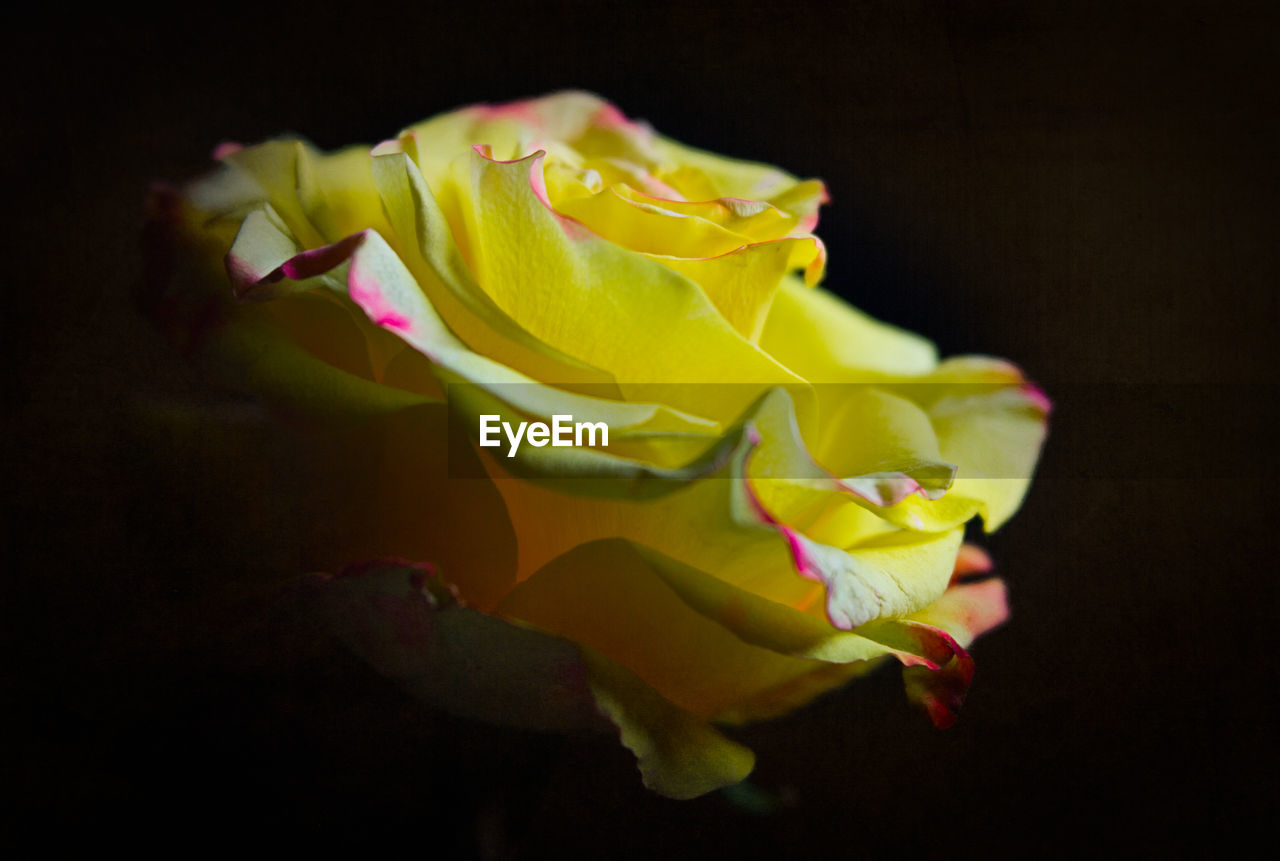 CLOSE-UP OF YELLOW ROSES