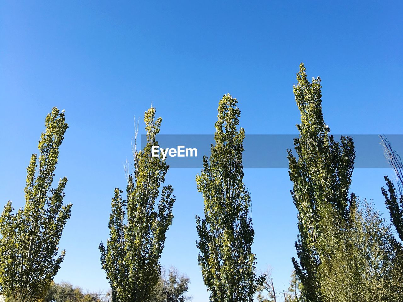LOW ANGLE VIEW OF TREES AGAINST CLEAR SKY