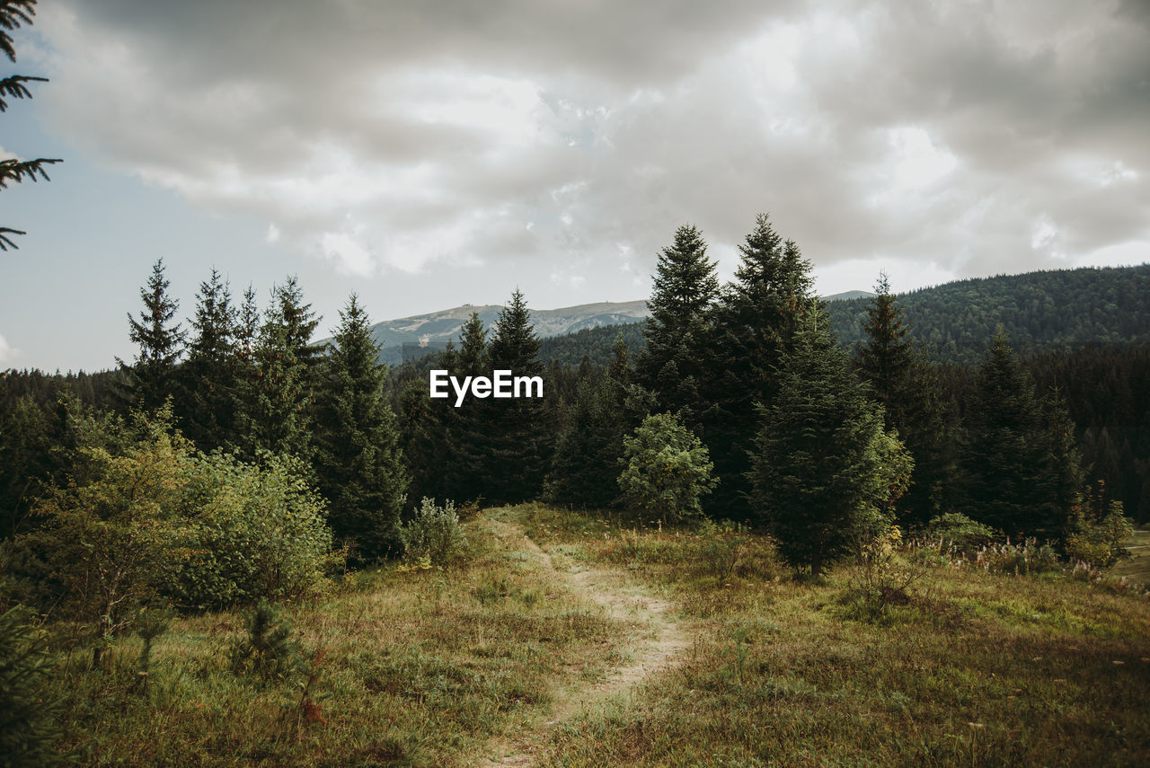 Pine trees in forest against sky