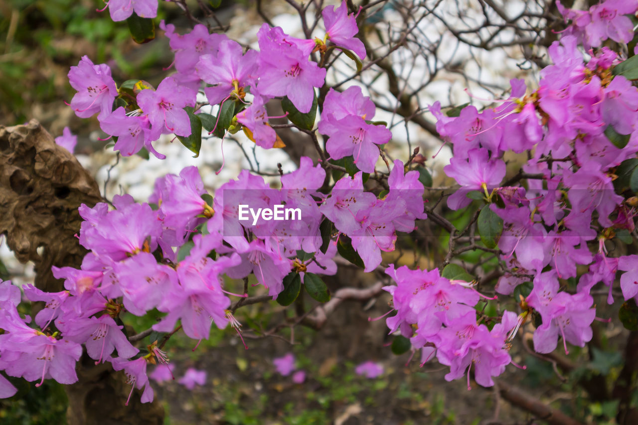Close-up of fresh pink flowers blooming on tree