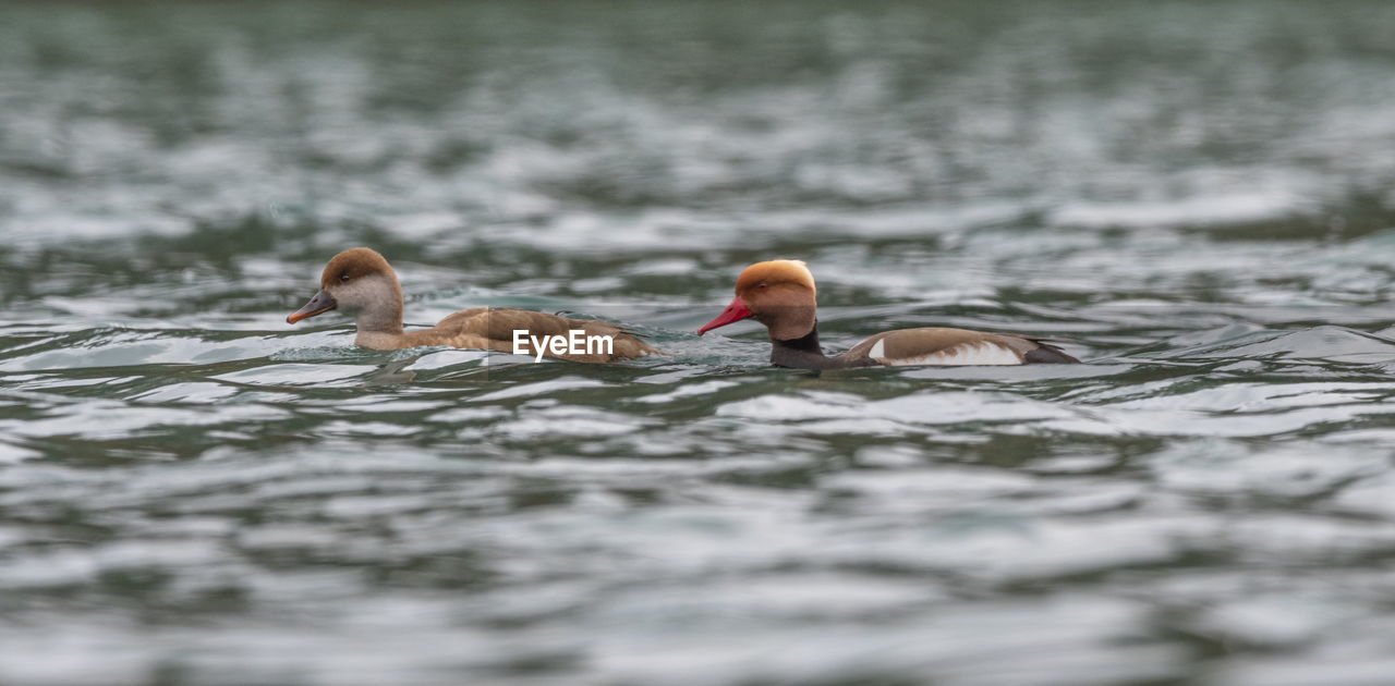 Female and male couple red-crested pochard ducks, netta rufina, floating on water