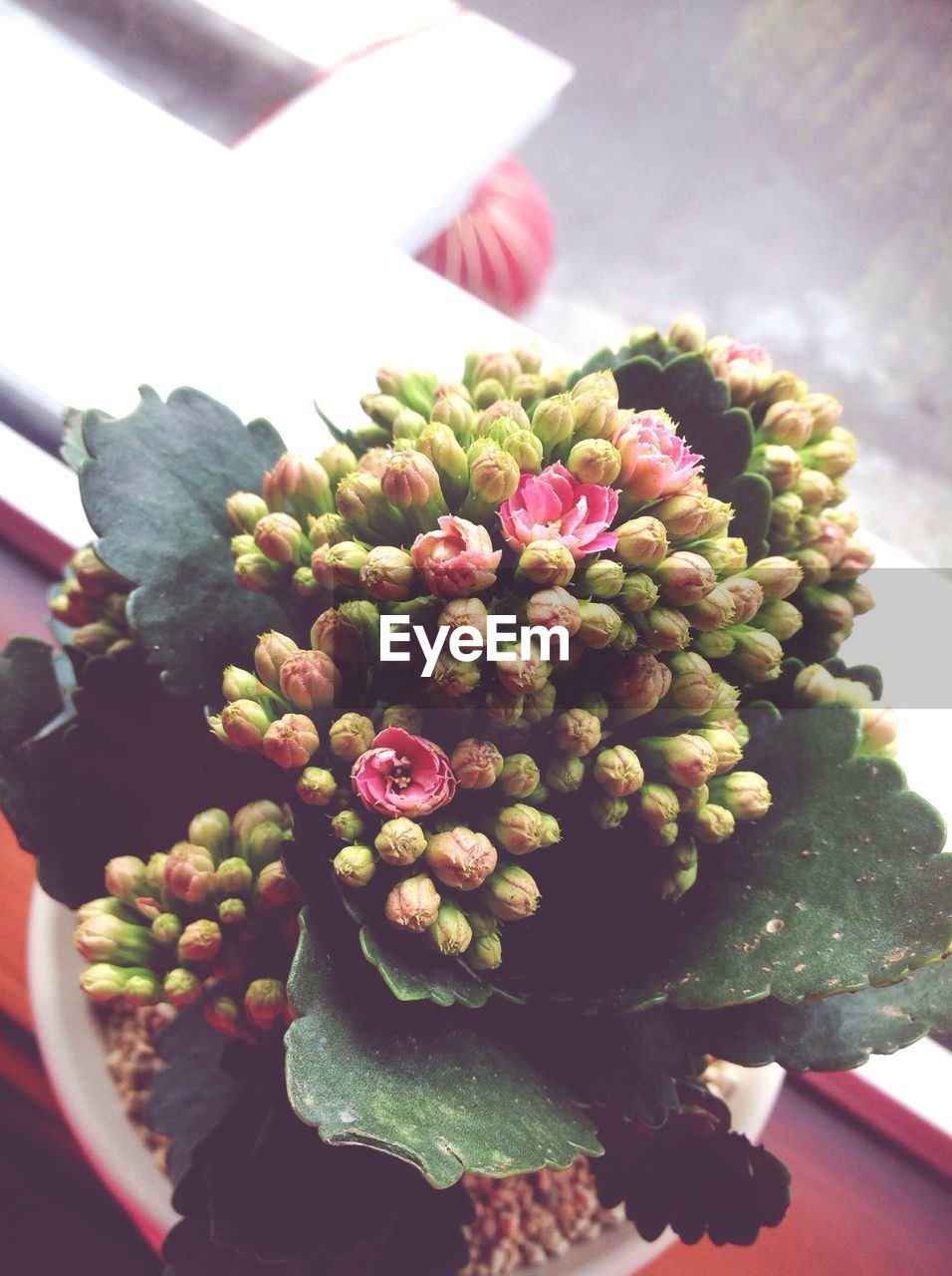 High angle view of flower buds