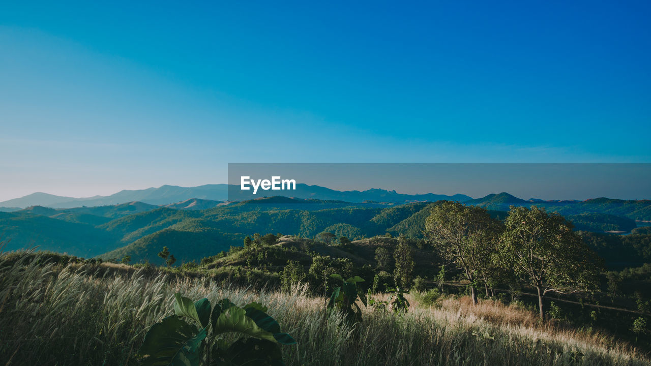 Scenic view of field against blue sky