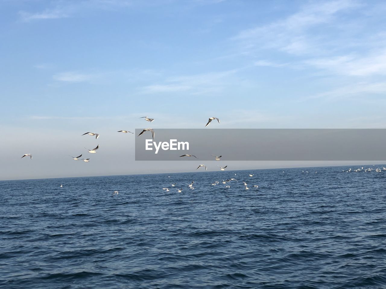 FLOCK OF BIRDS FLYING OVER SEA AGAINST SKY