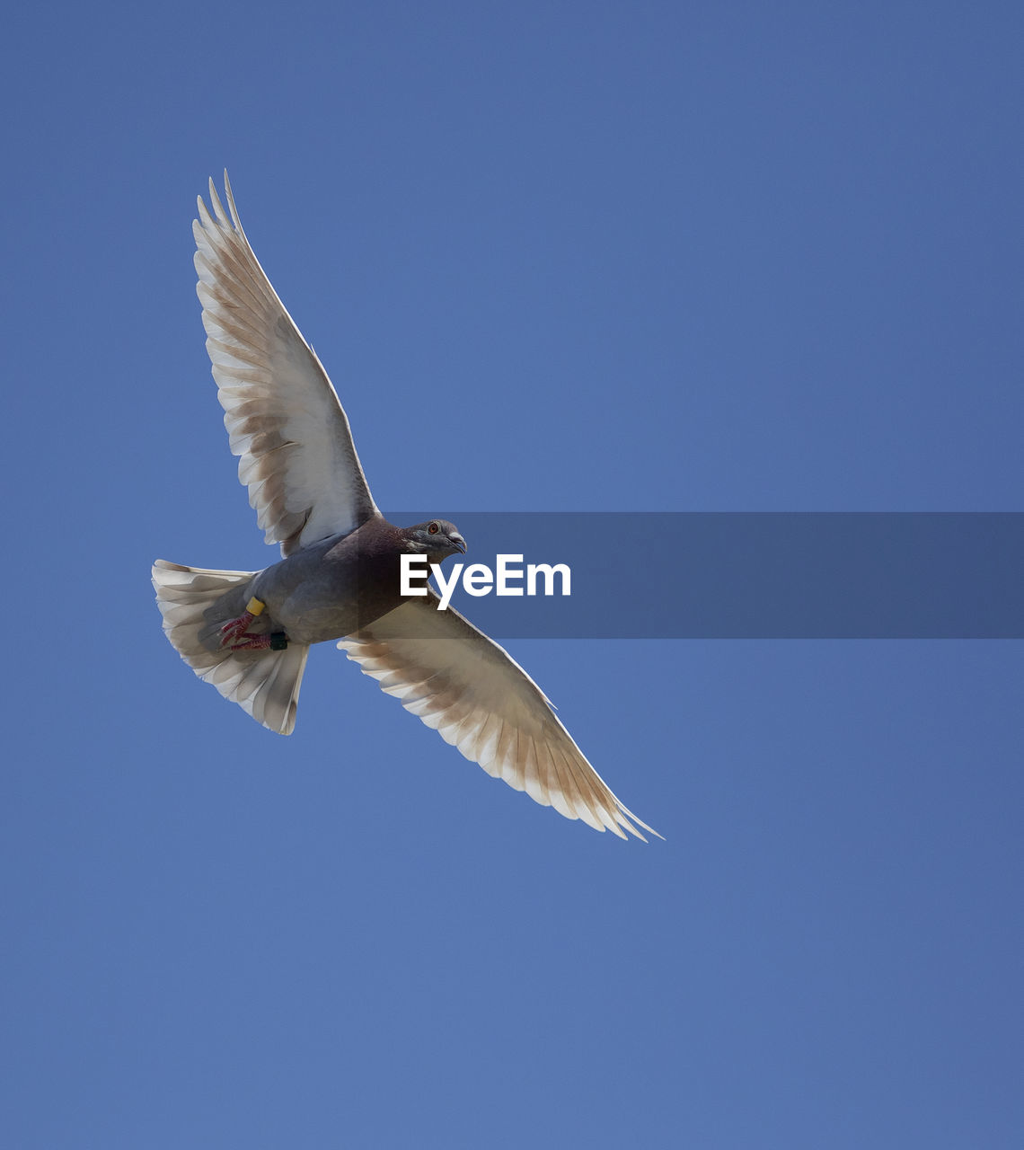 LOW ANGLE VIEW OF SEAGULL FLYING AGAINST BLUE SKY