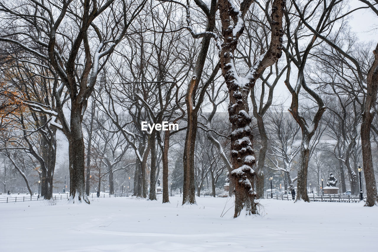 BARE TREES ON SNOW COVERED LAND