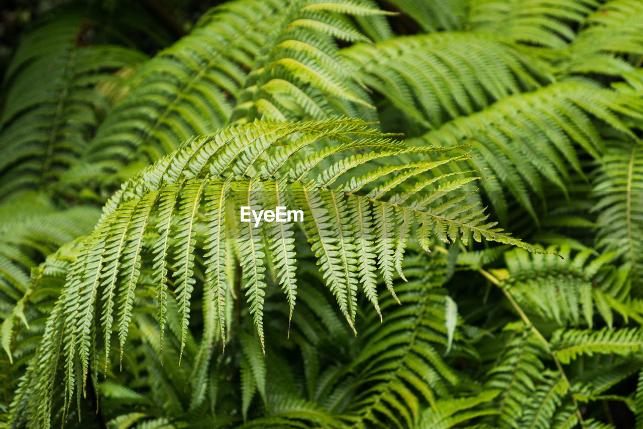 Full frame shot of fern leaves