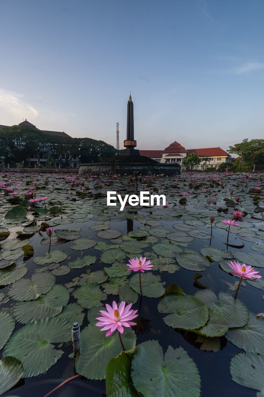 LOTUS WATER LILY IN LAKE