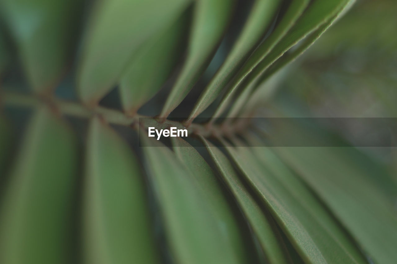 Close-up of fresh green leaf