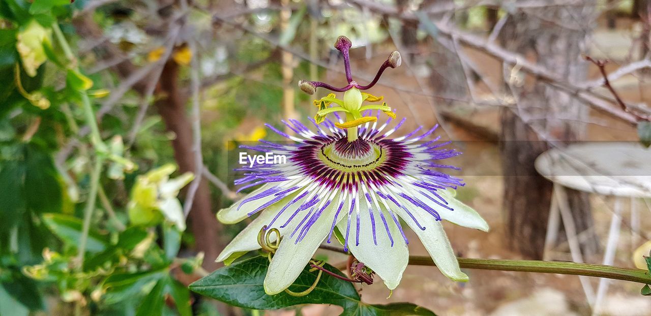 Close-up of purple flowering plant