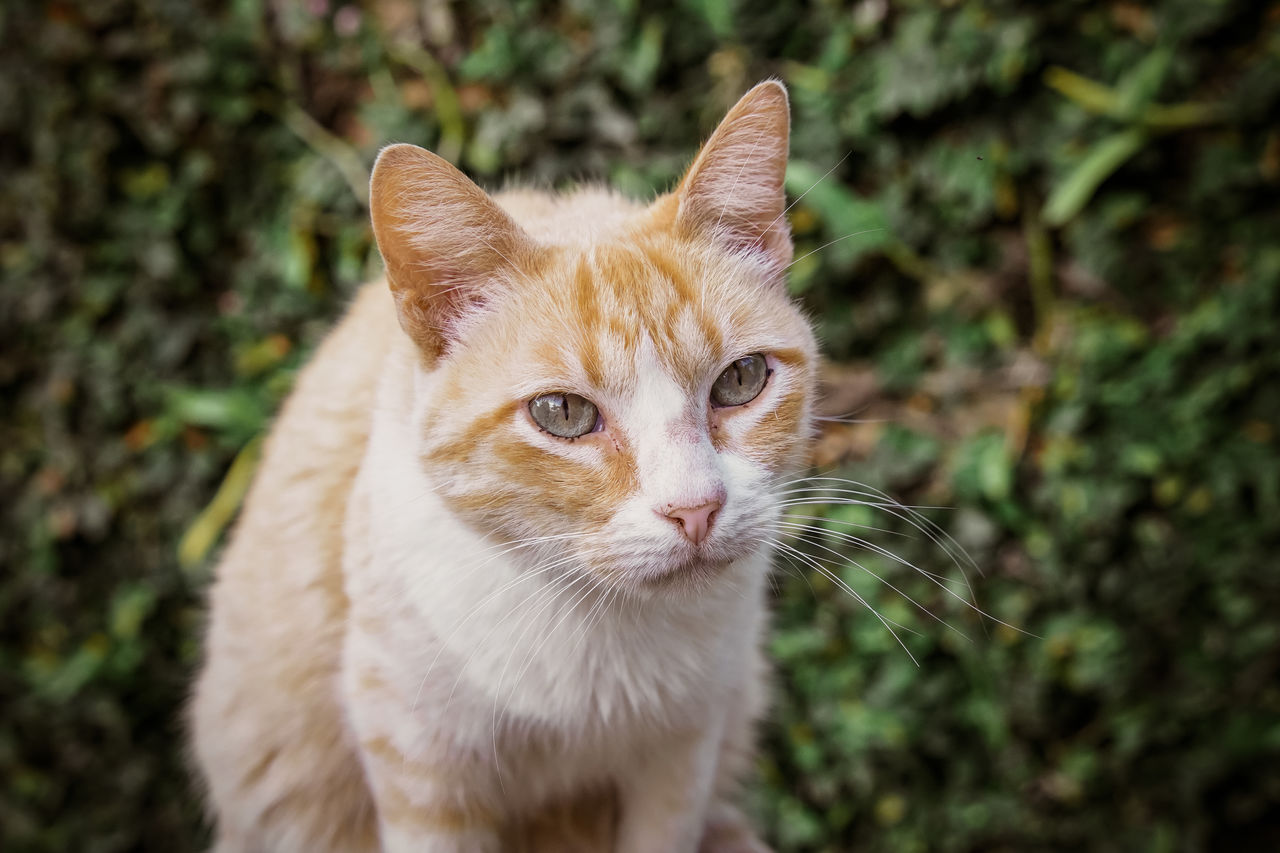 CLOSE-UP PORTRAIT OF CAT ON OUTDOORS
