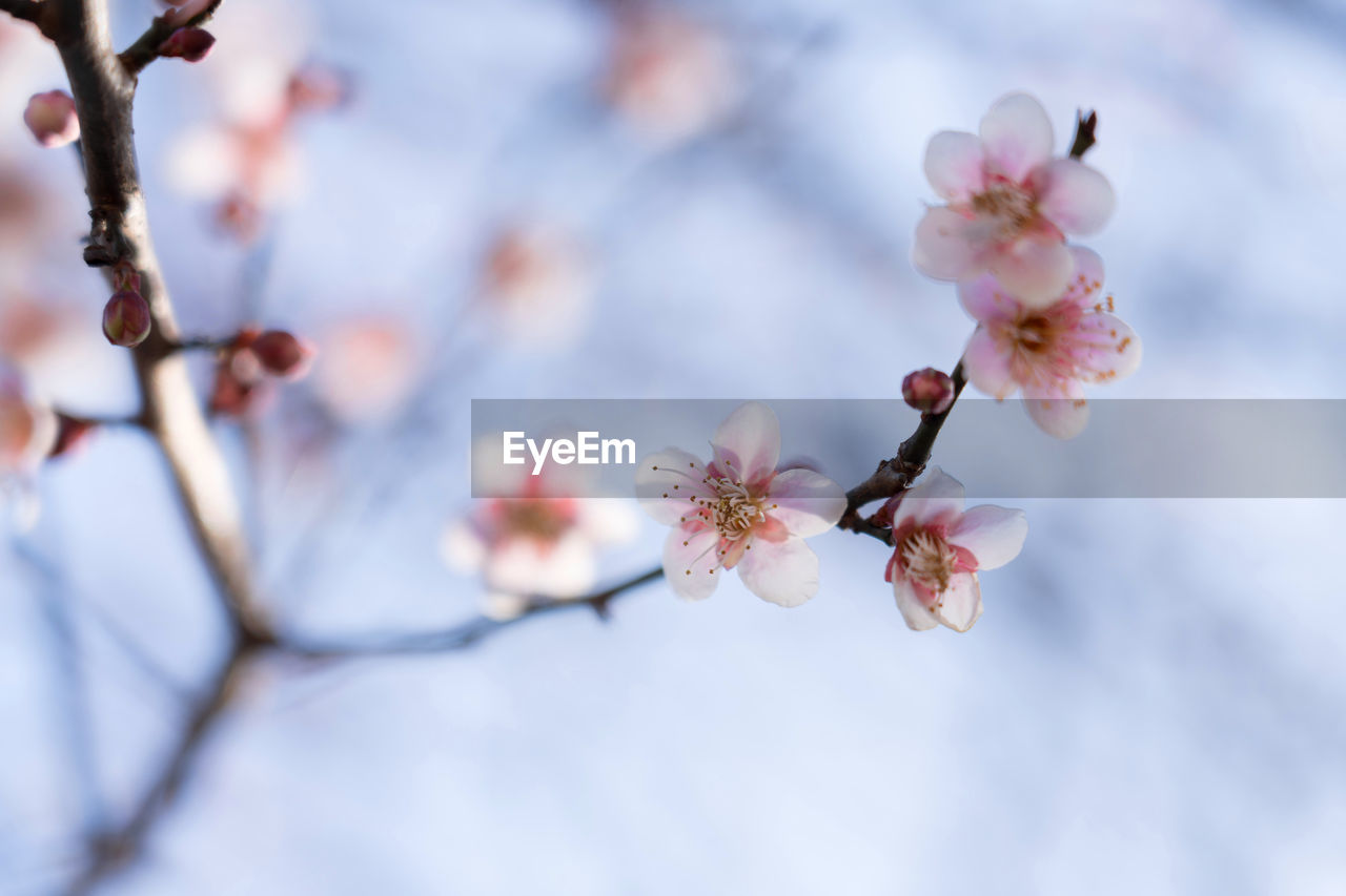 CLOSE-UP OF PINK CHERRY BLOSSOM AGAINST TREE