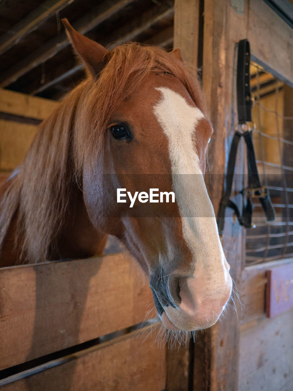 CLOSE-UP OF A HORSE