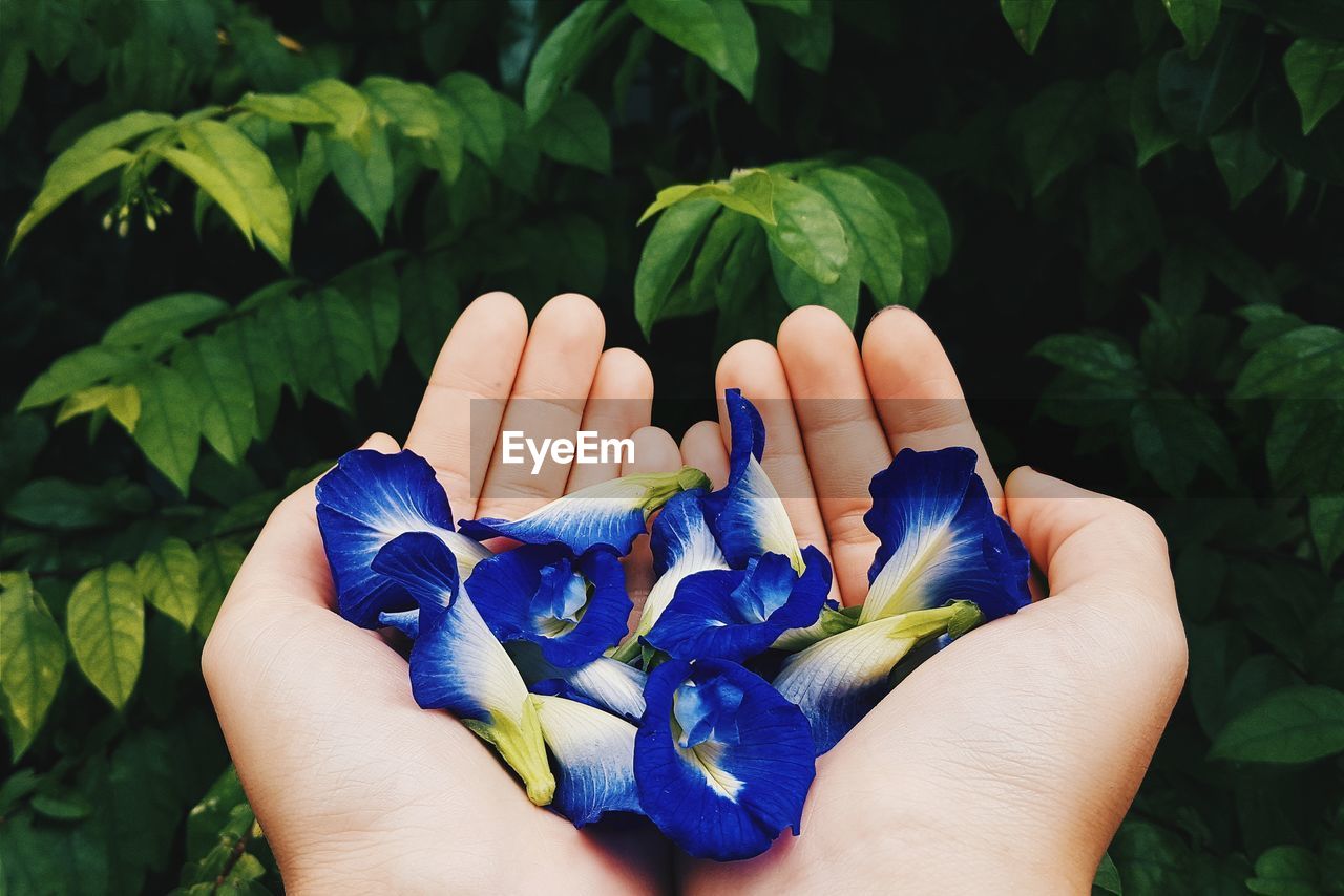 CLOSE-UP OF HUMAN HAND HOLDING LEAVES AGAINST BLUE AND GREEN PLANTS